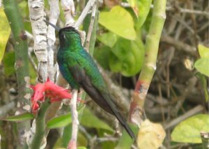 Cuba-hummingbird