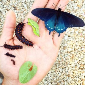 tim-wong-california-pipevine-swallowtail-butterflies-2