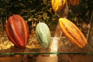 3-cacao-varieties