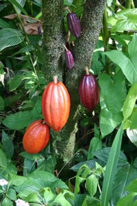 cacao-pods