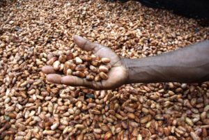 Medium close up image of David Kebu Jnr holding cocoa beans drying in the sun.