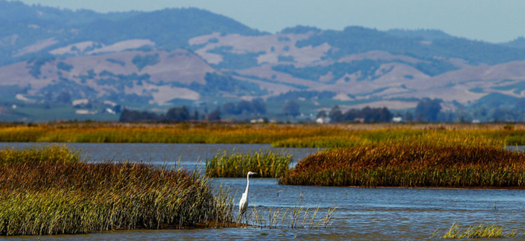 Restoration of San Francisco Bay wetlands is now crucial to local climate  resilience