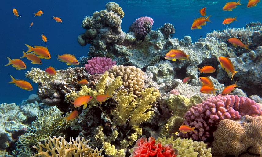 Philippines town restores coral reef, boosting local fishery 334% in ...